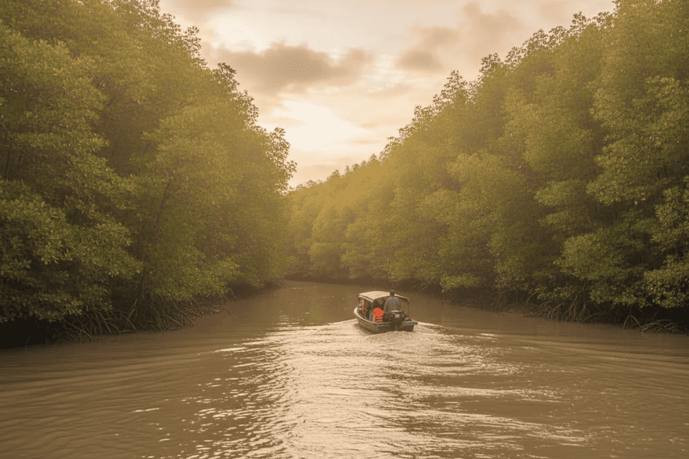 Rừng Đước Năm Căn